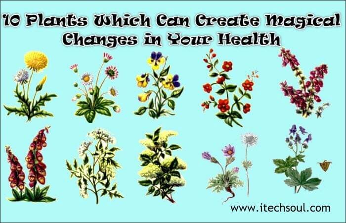lants Which Can Create Magical Changes (1)